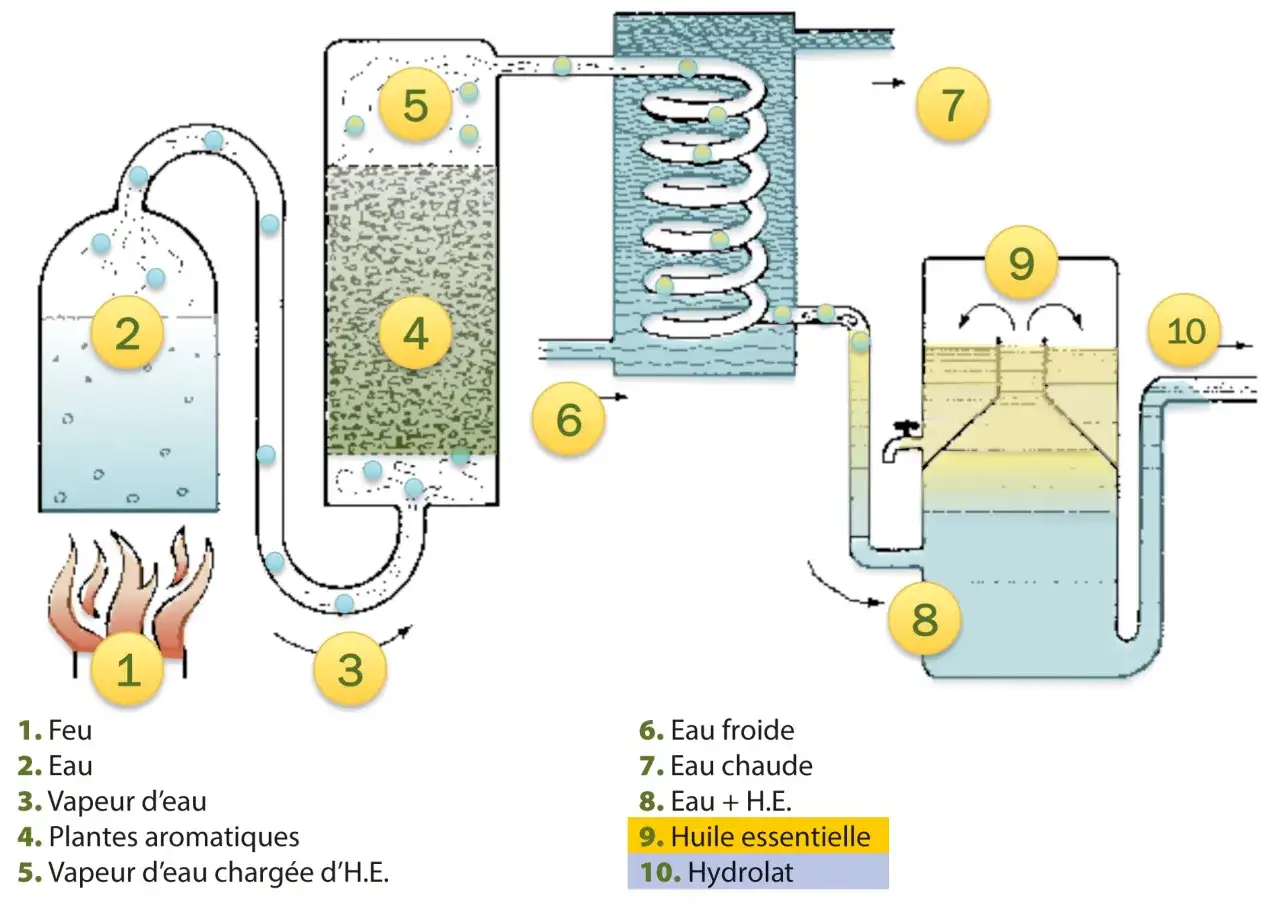 Schema der Wasserdampfdestillation: Feuer erhitzt Wasser, Dampf steigt durch Pflanzen, kondensiert und trennt sich in ätherisches Öl und Hydrolat.