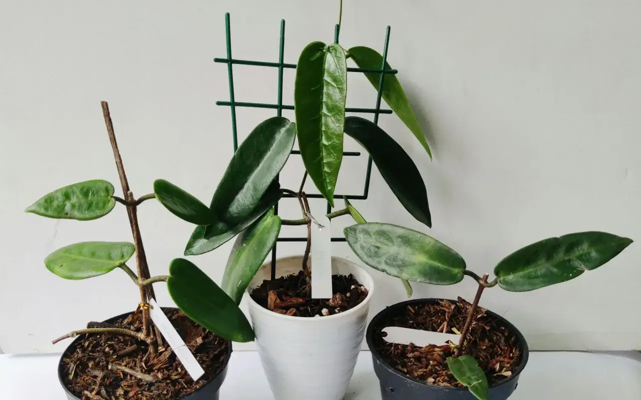 Tres plantas con diferentes tipos de tutores para plantas: un palo de madera, una rejilla verde y un tutor invisible.