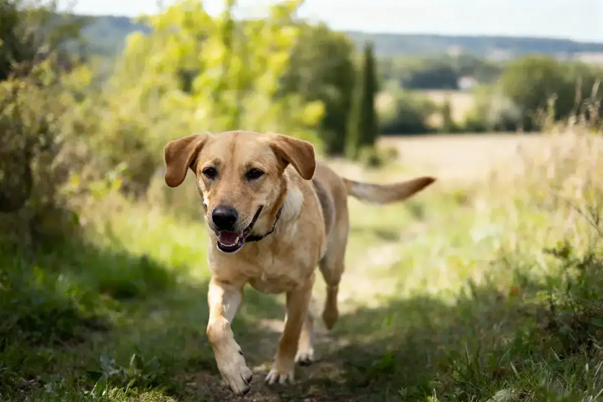 Un joyeux staff croisé labrador court sur un sentier herbeux, le soleil illumine son pelage doré.