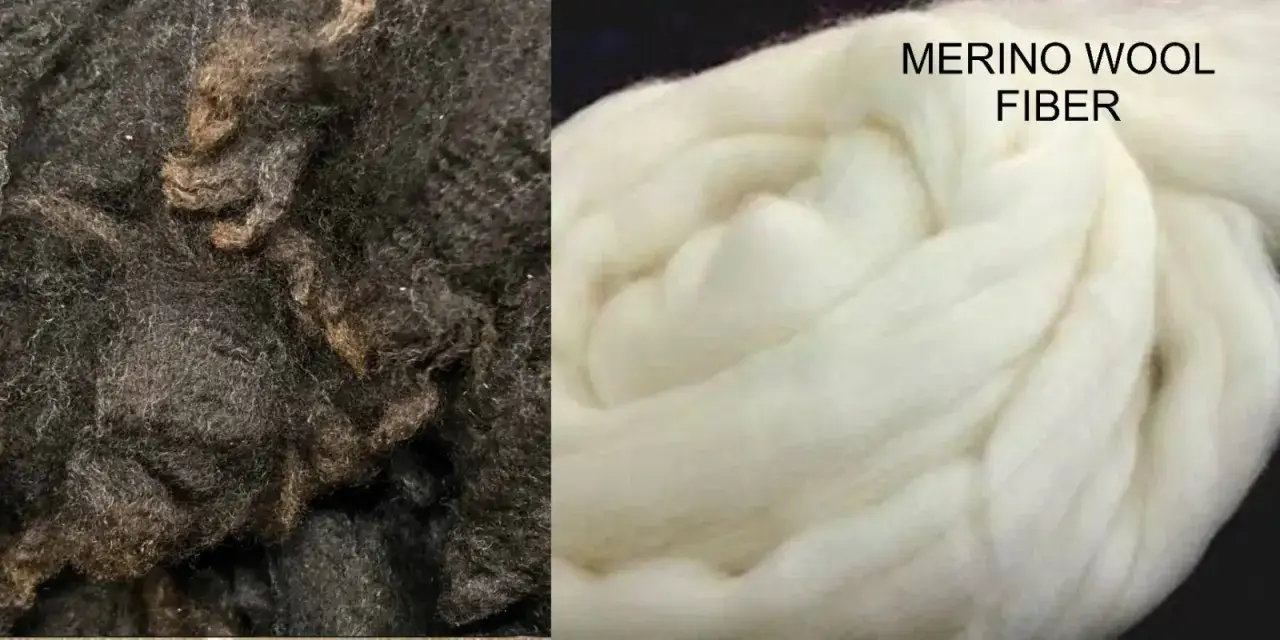 Surowa, ciemna wełna obok delikatnego, białego włókna wełny merino. Dowiedz się, wełna merino co to jest i jakie ma właściwości.