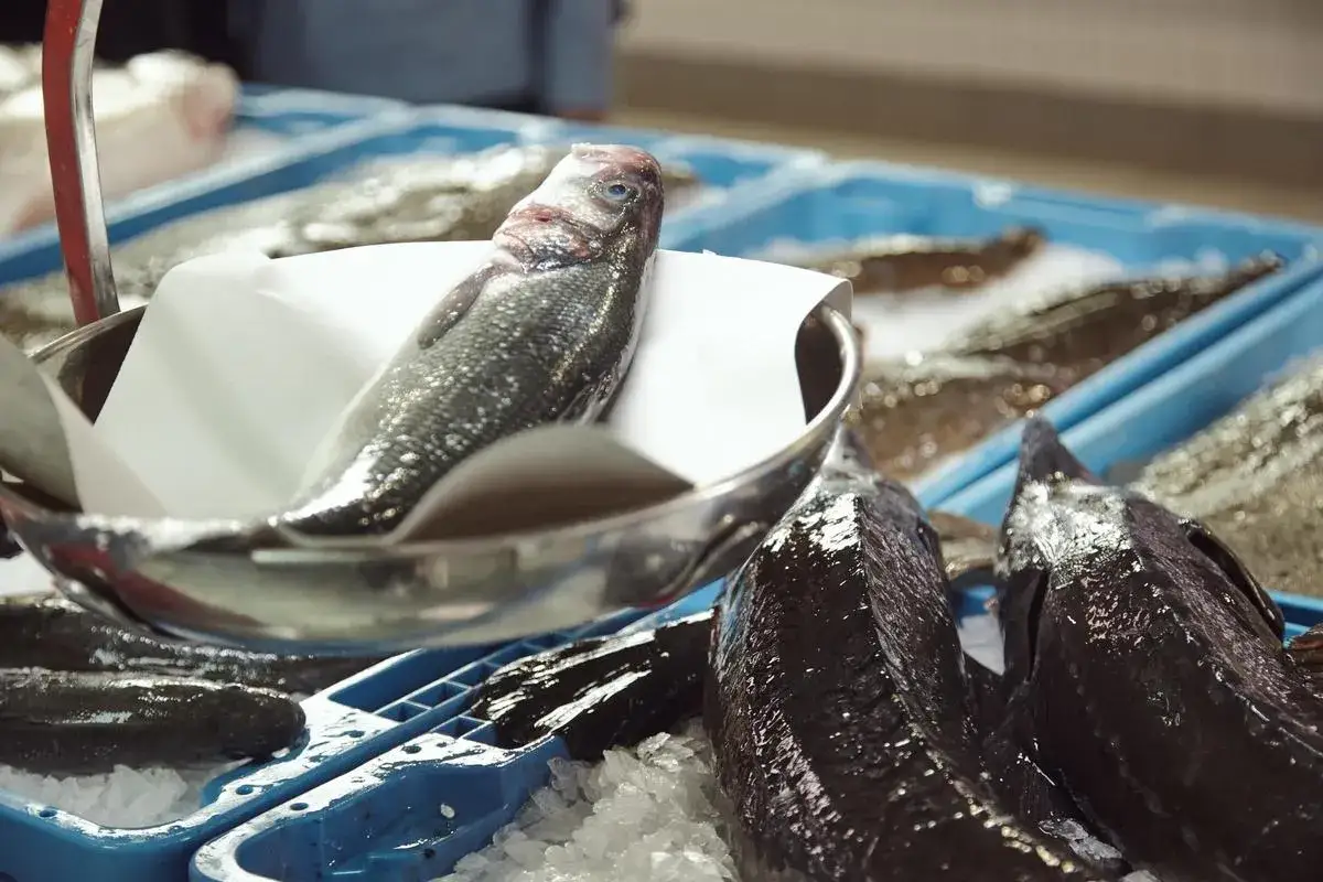 Lubina de acuicultura fresca en un puesto de pescado, lista para ser vendida.