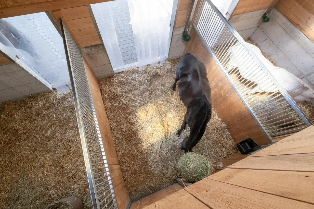 Vue a&eacute;rienne d'une &eacute;curie chevaux. Un cheval brun mange dans sa liti&egrave;re de paille, &agrave; c&ocirc;t&eacute; d'un autre cheval blanc.