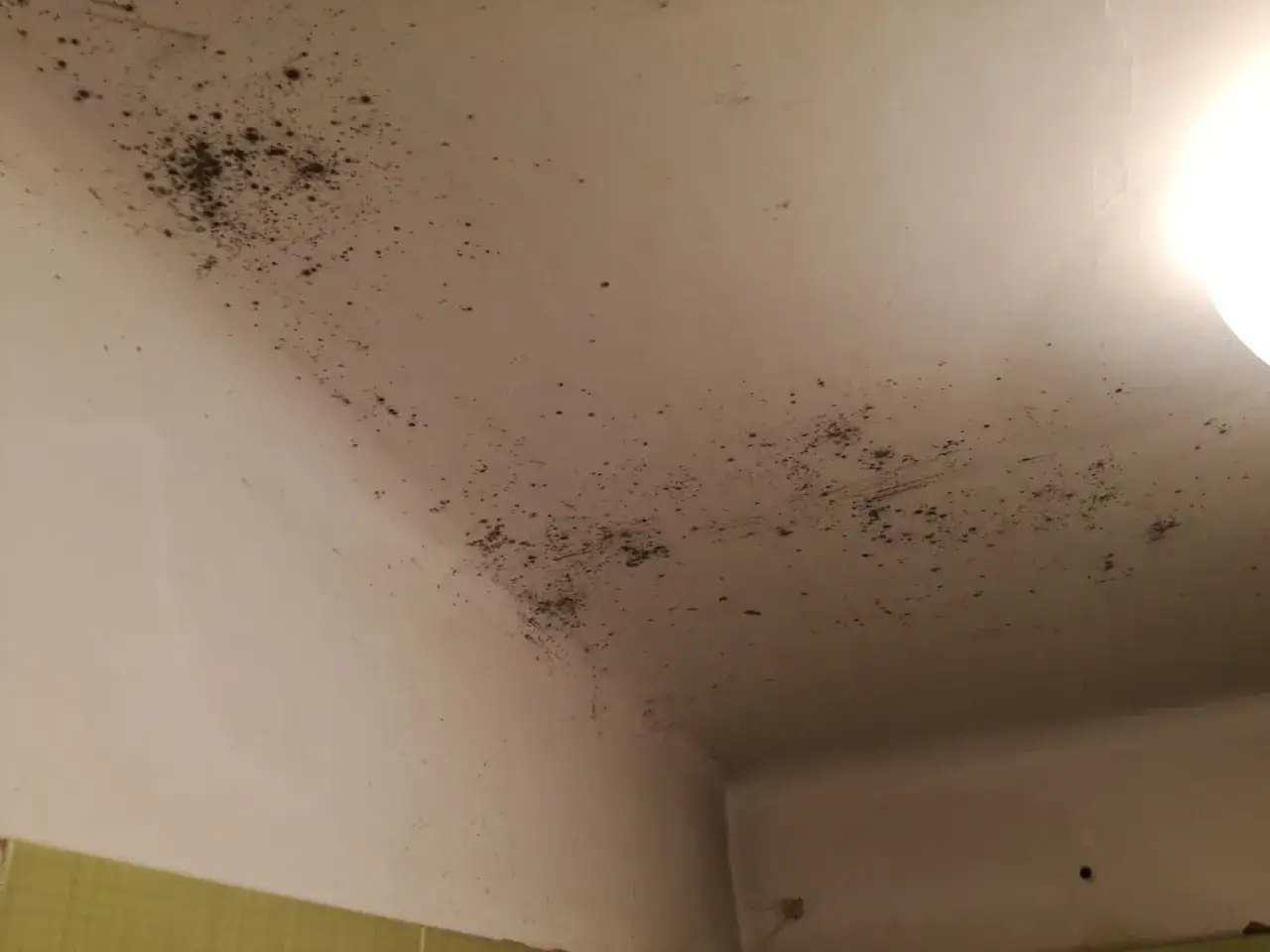 Grzyb na suficie w łazience, tworzący ciemne plamy. Widać go w narożniku i na większej powierzchni sufitu.