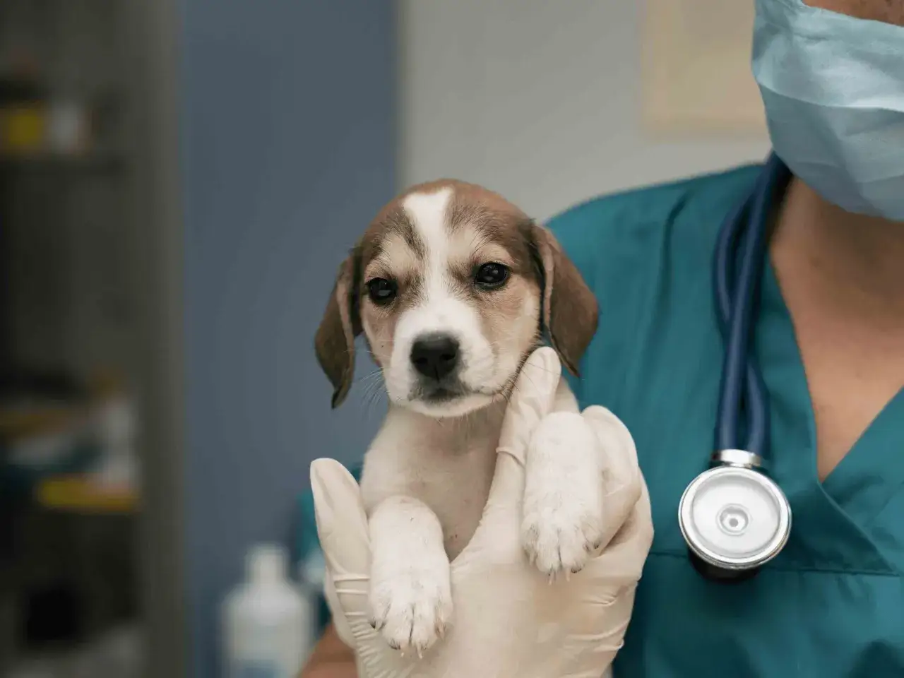 A vet holds a cute puppy, ready to administer tylan powder for dogs to ensure its health.