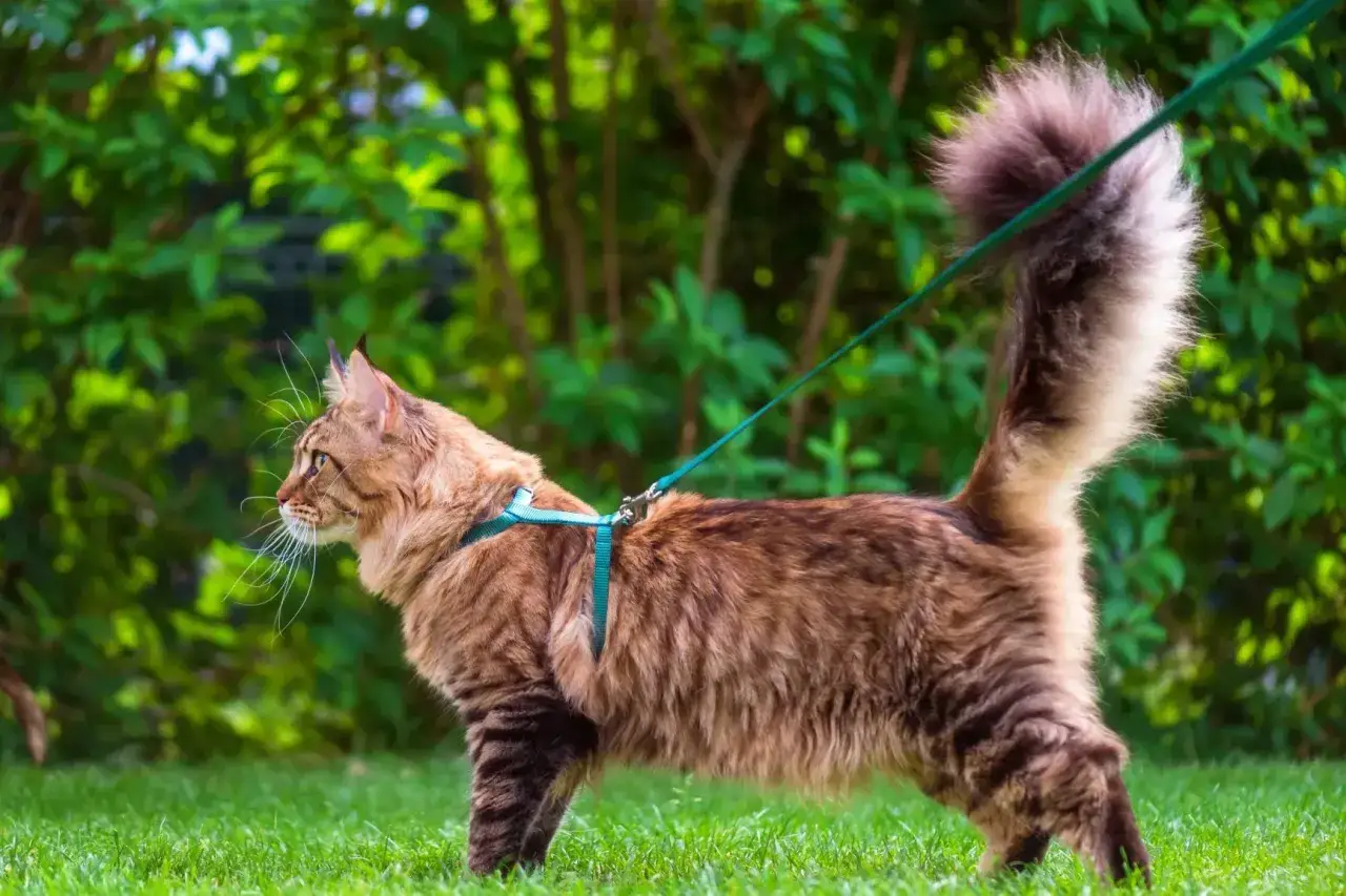 Un majestueux chat Maine Coon, en laisse, explore un jardin verdoyant, sa queue touffue dressée fièrement.