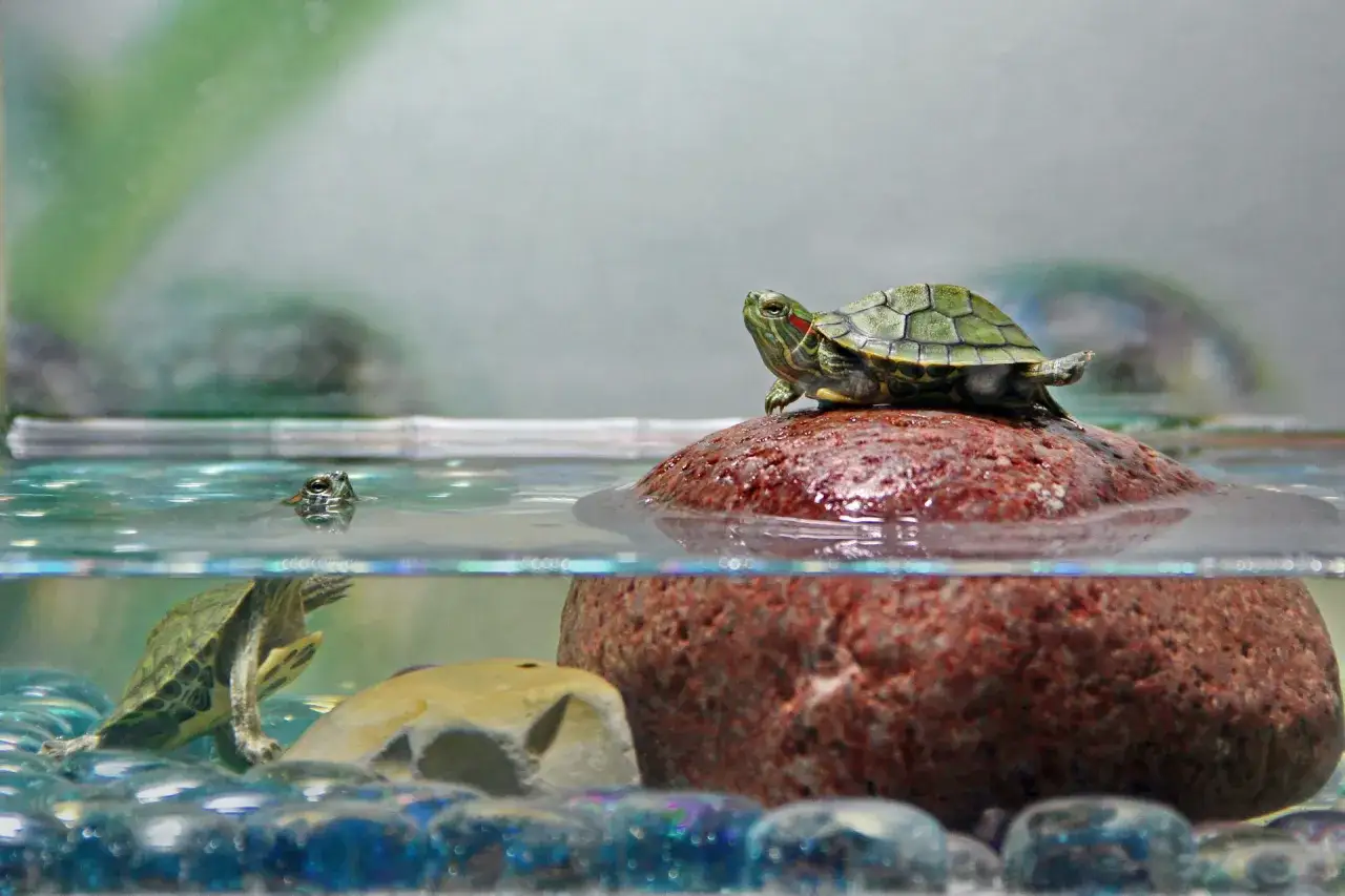 akwaterrarium dla żółwia wodno lądowego
