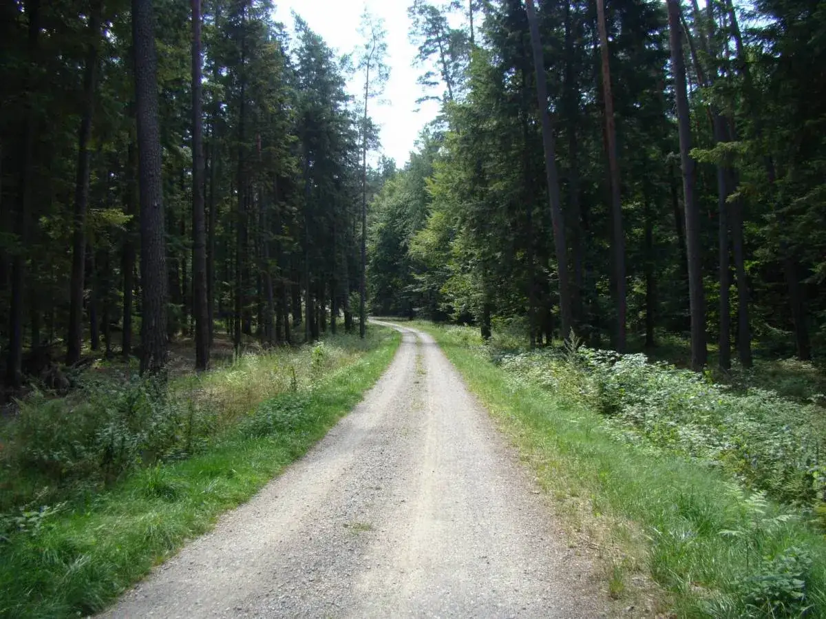 Droga przez las, idealna na przejażdżkę rowerową. Zielone, gęste drzewa i szutrowa ścieżka tworzą najpiękniejsze odcinki trasy green velo.