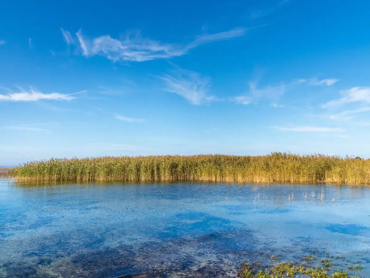 Spokojna tafla wody odbija błękitne niebo z delikatnymi chmurami. Na horyzoncie rozciąga się złocista trzcina, tworząc naturalną granicę między wodą a lądem na **zalewie Mietkowskim**.