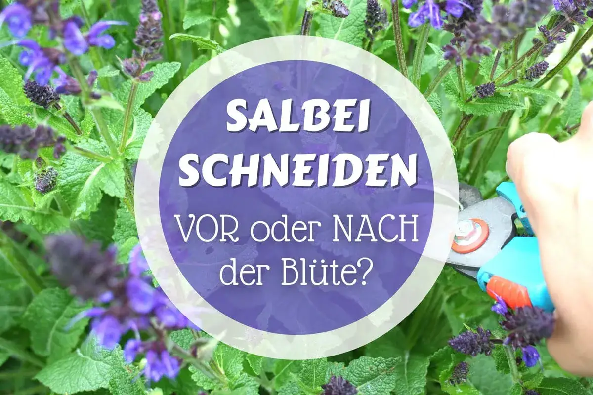 Salbei schneiden: Wann ist der beste Zeitpunkt? Eine Hand h&auml;lt eine Gartenschere, um die bl&uuml;hende Pflanze zu trimmen.
