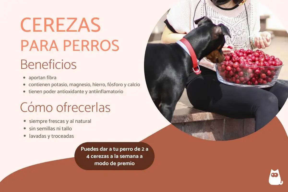Un perro negro mira un taz&oacute;n de cerezas rojas. Las cerezas son buenas para los perros, aportando fibra y nutrientes.