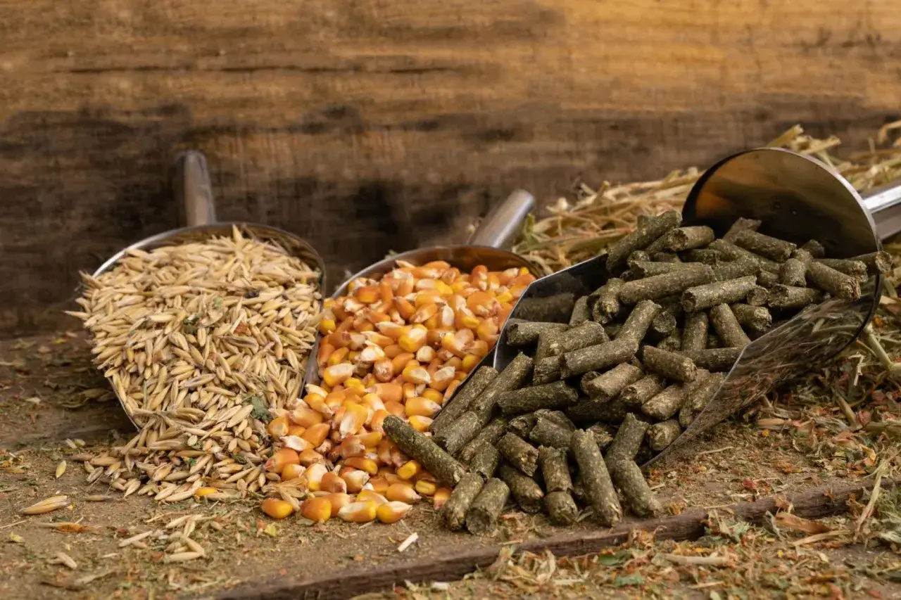 Łyżki z owsem, kukurydzą i zielonymi peletami, idealne do palenia kukurydzą w piecu na pellet.