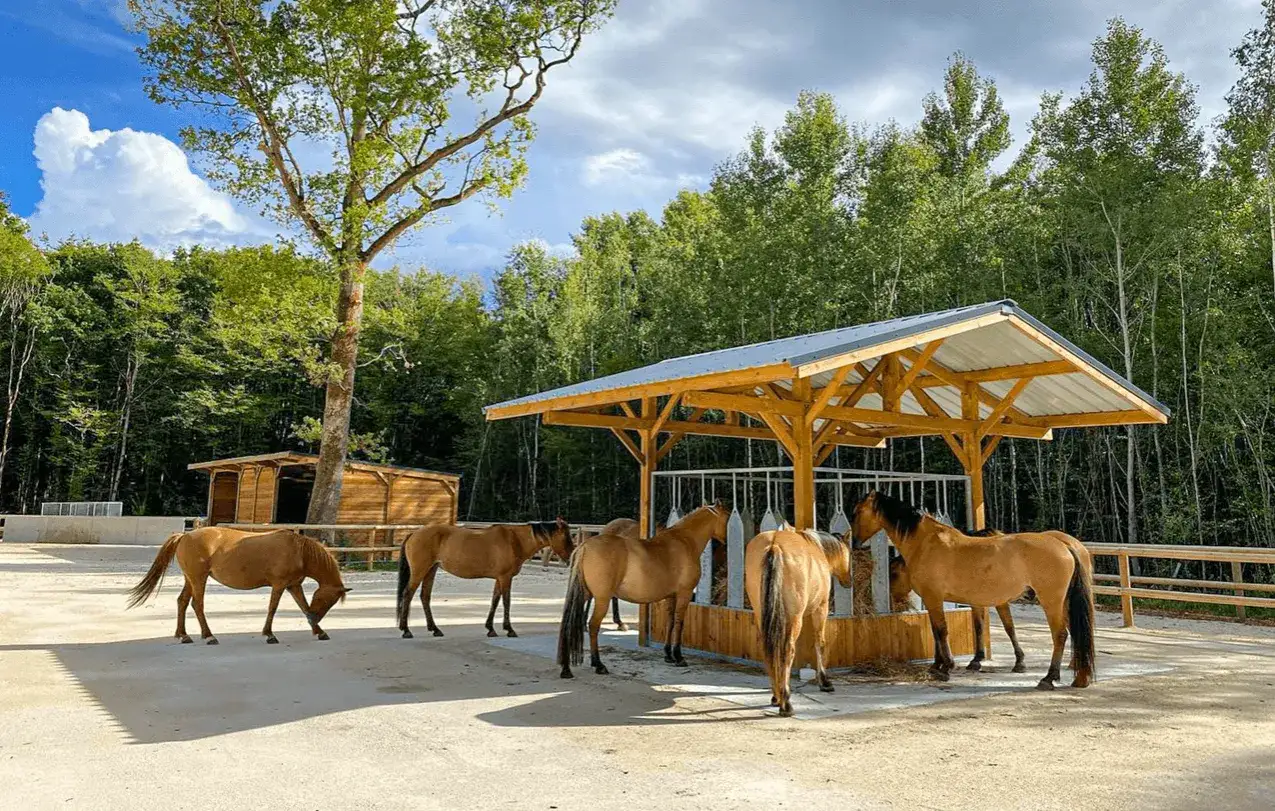 Chevaux bruns se nourrissant dans une écurie de luxe en bois, entourée d'arbres verdoyants sous un ciel bleu nuageux.