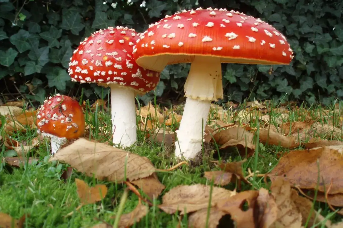 Muchomor czerwony, choć trujący, budzi zainteresowanie ze względu na swoje potencjalne właściwości lecznicze w tradycyjnej medycynie.
