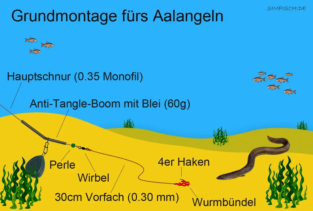 Grundmontage fürs Aalangeln: Hauptschnur, Anti-Tangle-Boom mit Blei, Perle, Wirbel, 30cm Vorfach, 4er Haken mit Wurmbündel und ein Aal.