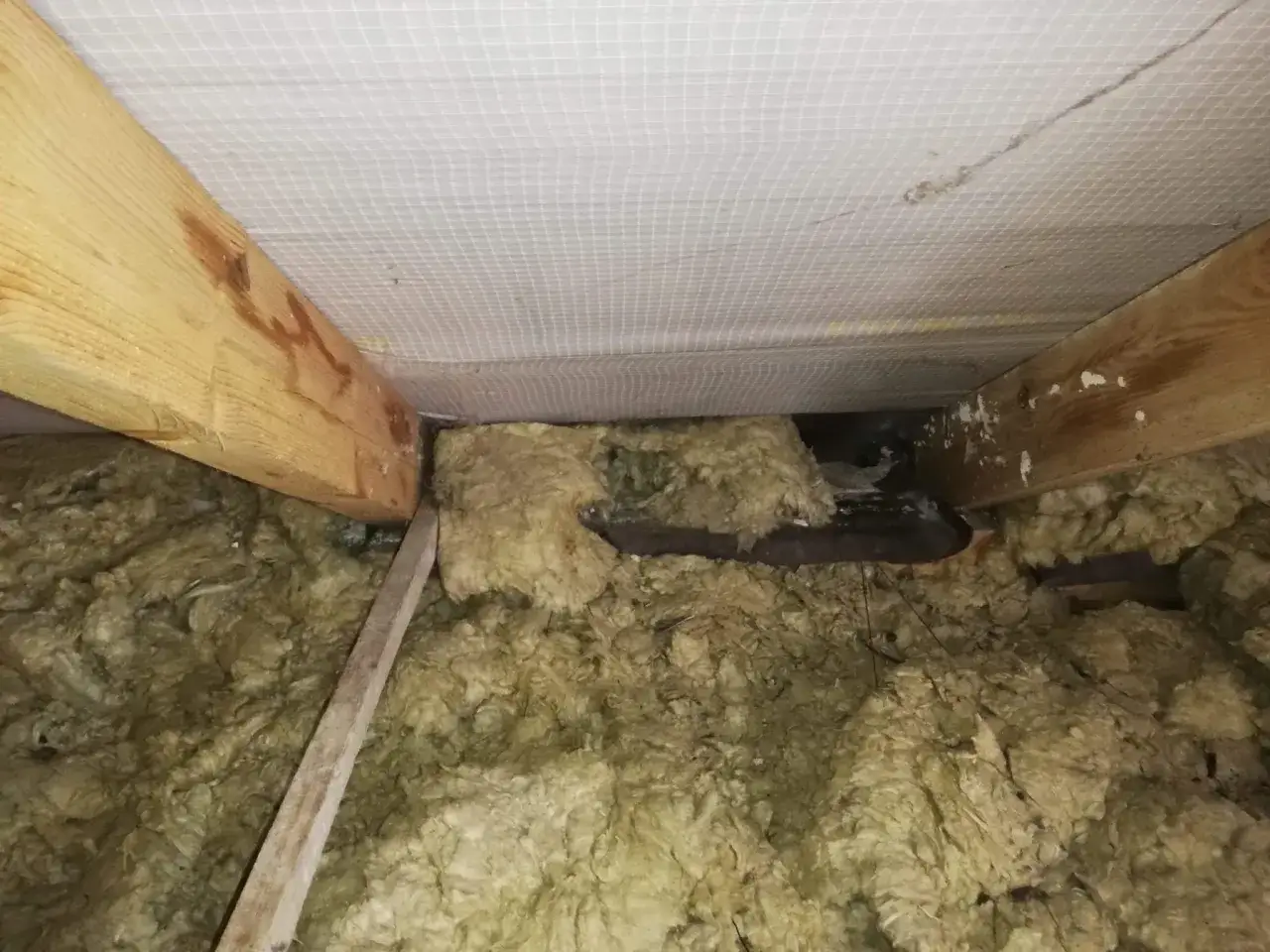 Widok na poddasze z widoczną wełną mineralną, drewnianymi belkami i siatką. Wygląda na to, że kuna mogła się tu zadomowić.