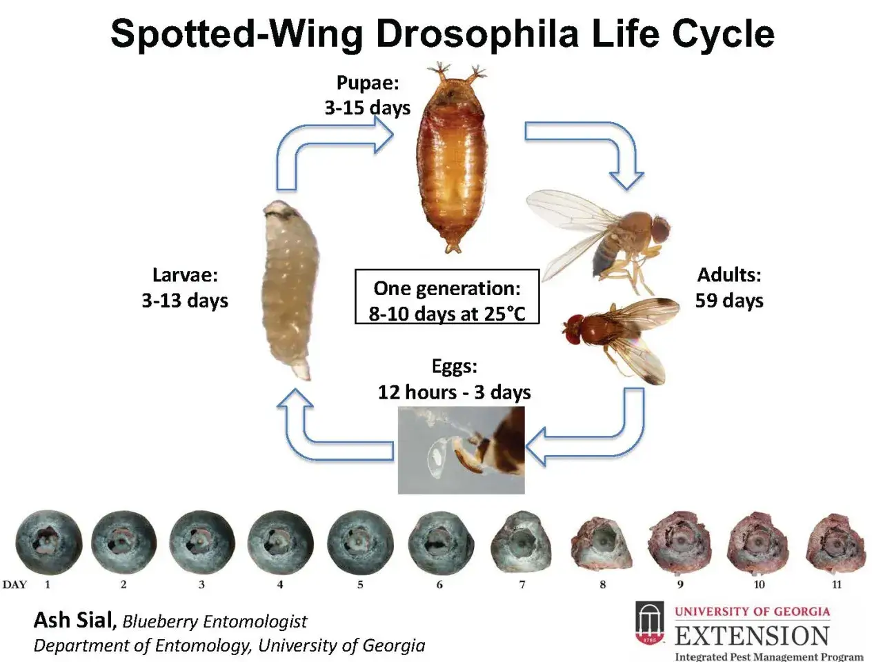 Life cycle of the spotted wing drosophila, showing eggs, larvae, pupae, and adults, with images of damaged blueberries.