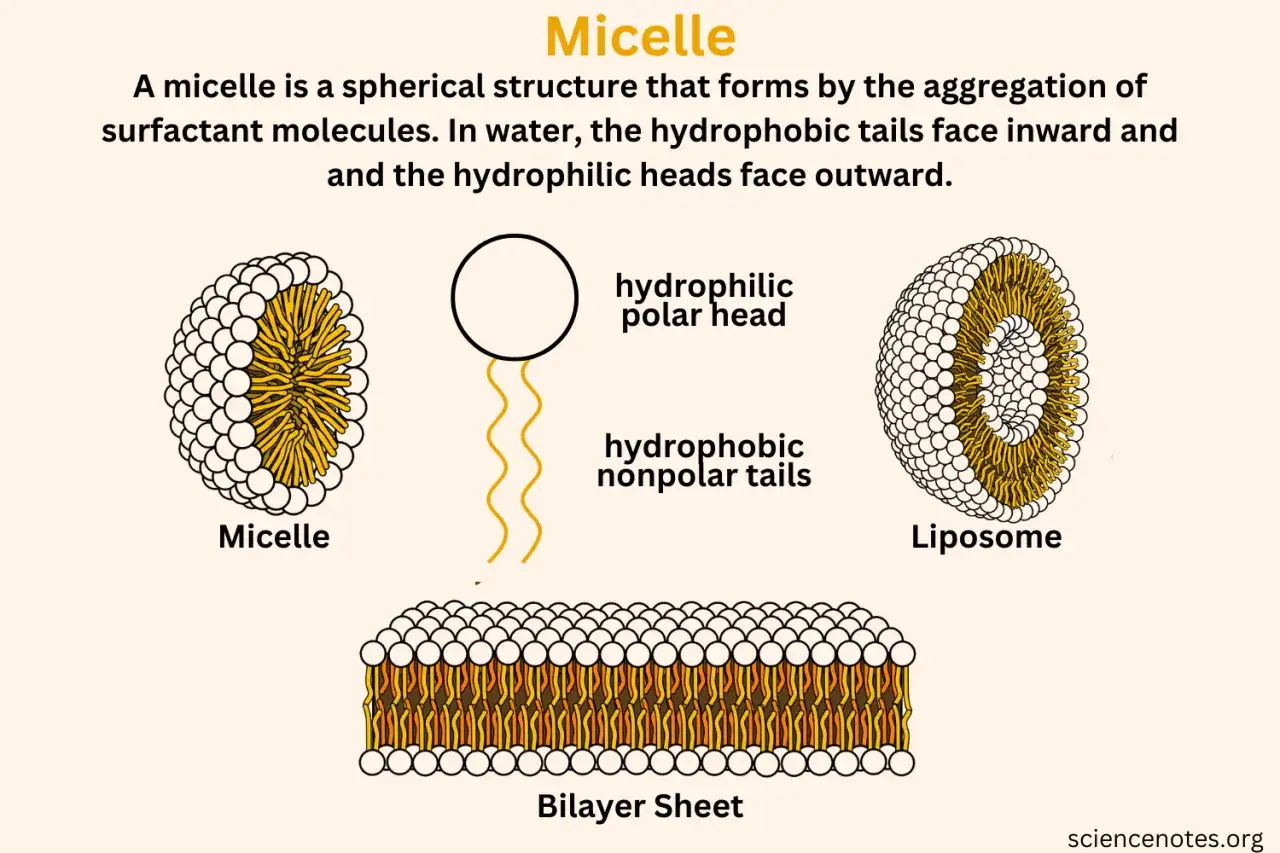 Illustrazione del significato di micella: struttura sferica con teste idrofile all'esterno e code idrofobe all'interno, come in un liposoma o foglietto bilaminare.