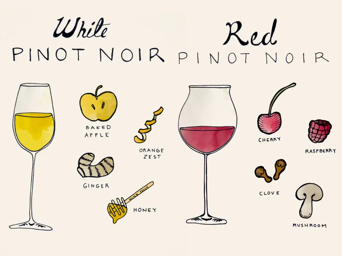 Verkostung von verschiedenen weinsorten: Wei&szlig;er Pinot Noir mit Apfel, Ingwer, Orange und Honig. Roter Pinot Noir mit Kirsche, Himbeere, Nelke und Pilz.