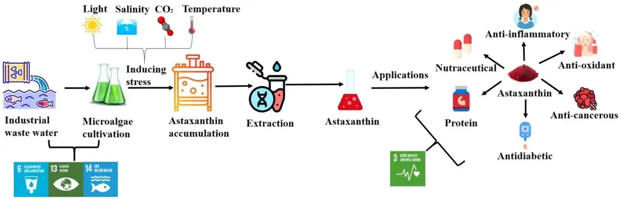 Diagrammet visar hur astaxanthin forskning leder till utvinning av astaxanthin från mikroalger, med applikationer som nutraceutika, protein, antiinflammatoriska, antioxidativa, antikancerösa och antidiabetiska effekter.