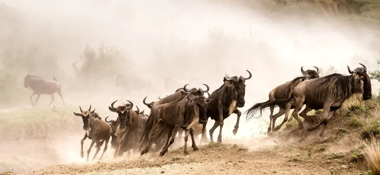 Stado gnu pędzi przez zakurzoną sawannę w Masai Mara, Kenia.