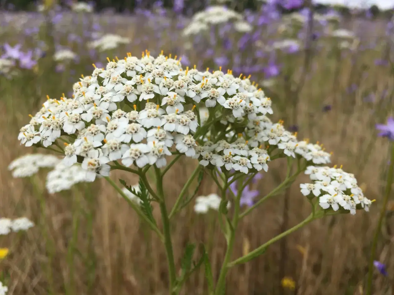 Gros plan sur une ombelle d'achillée millefeuille aux petites fleurs blanches et jaunes. Cette plante est connue pour ses nombreux achillée millefeuille bienfaits.