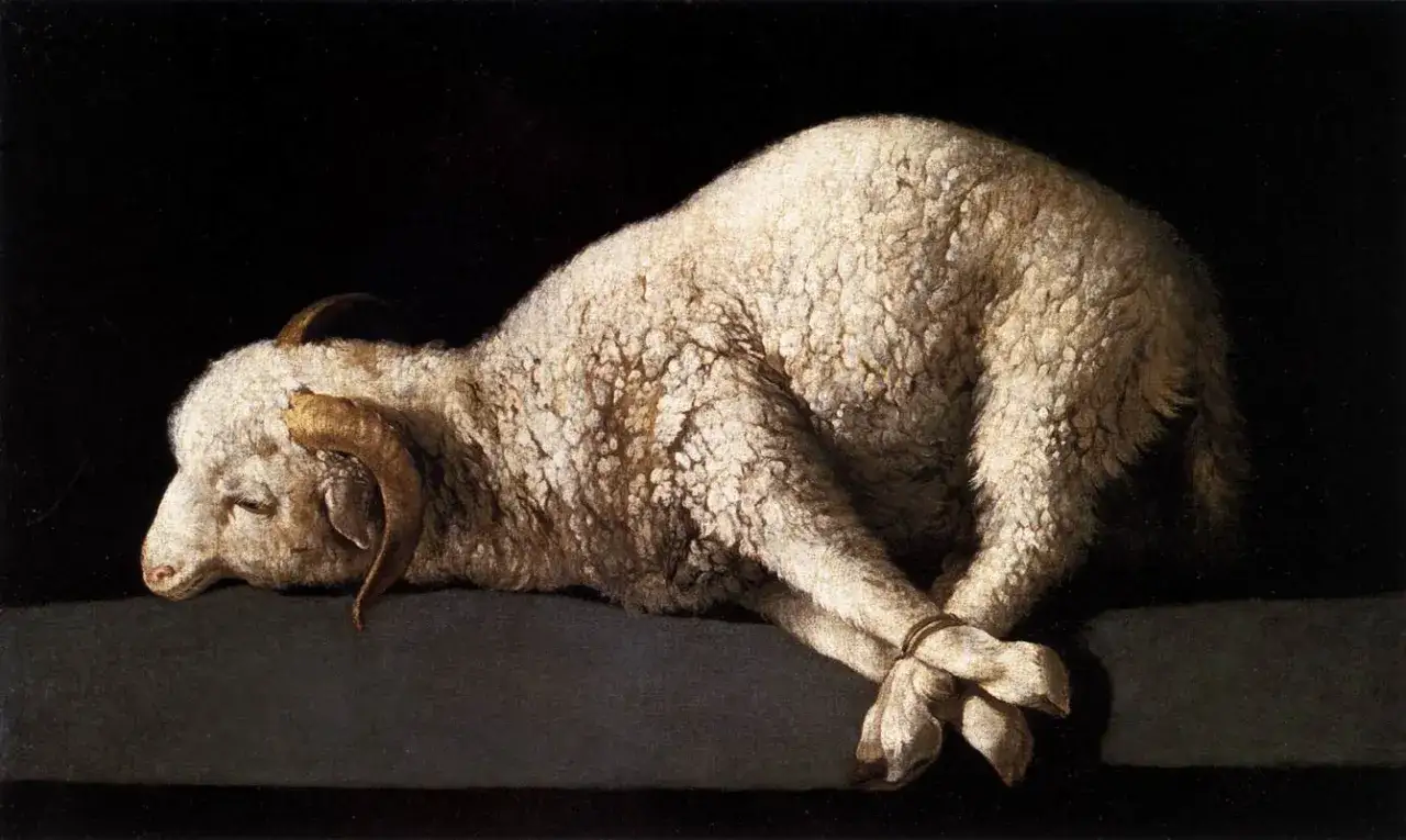 A lamb with bound legs and horns lies on a dark surface. This imagery evokes the sacrifice of Jesus, asking why did Jesus die.