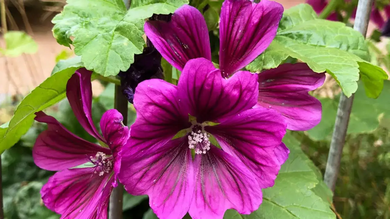 Nahaufnahme von leuchtend pinken Blüten der wilden Malve, umgeben von grünen Blättern.