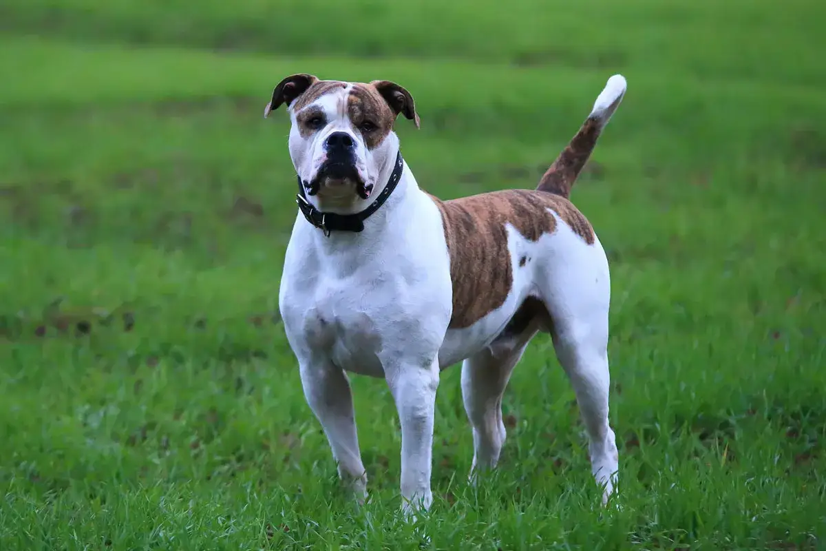 Ein kr&auml;ftiger american bulldog mit braunen Flecken steht auf einer gr&uuml;nen Wiese.