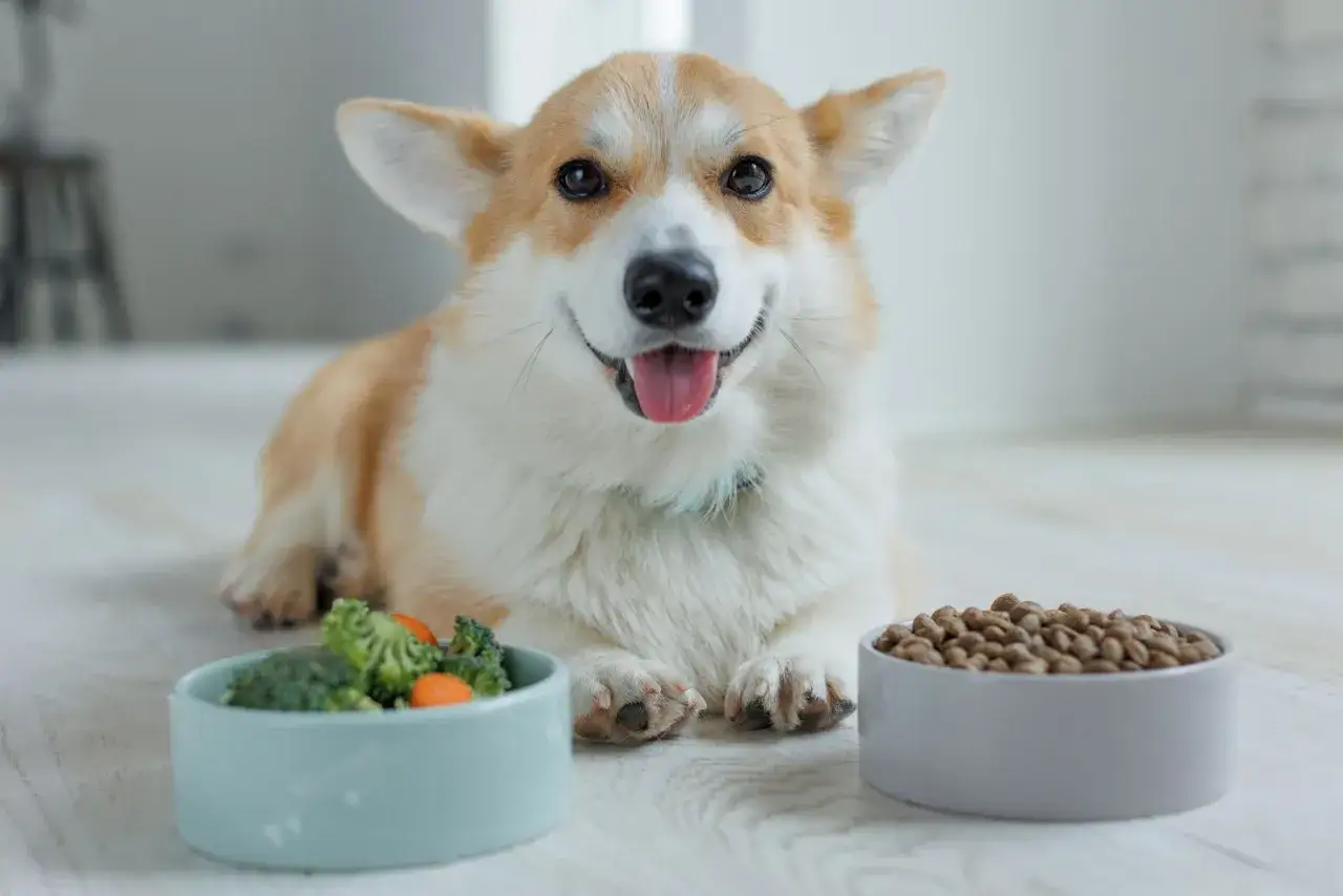 Uśmiechnięty corgi leży przed miskami z jedzeniem. Jedna miska zawiera warzywa, druga karmę. Czas na karmienie psa!