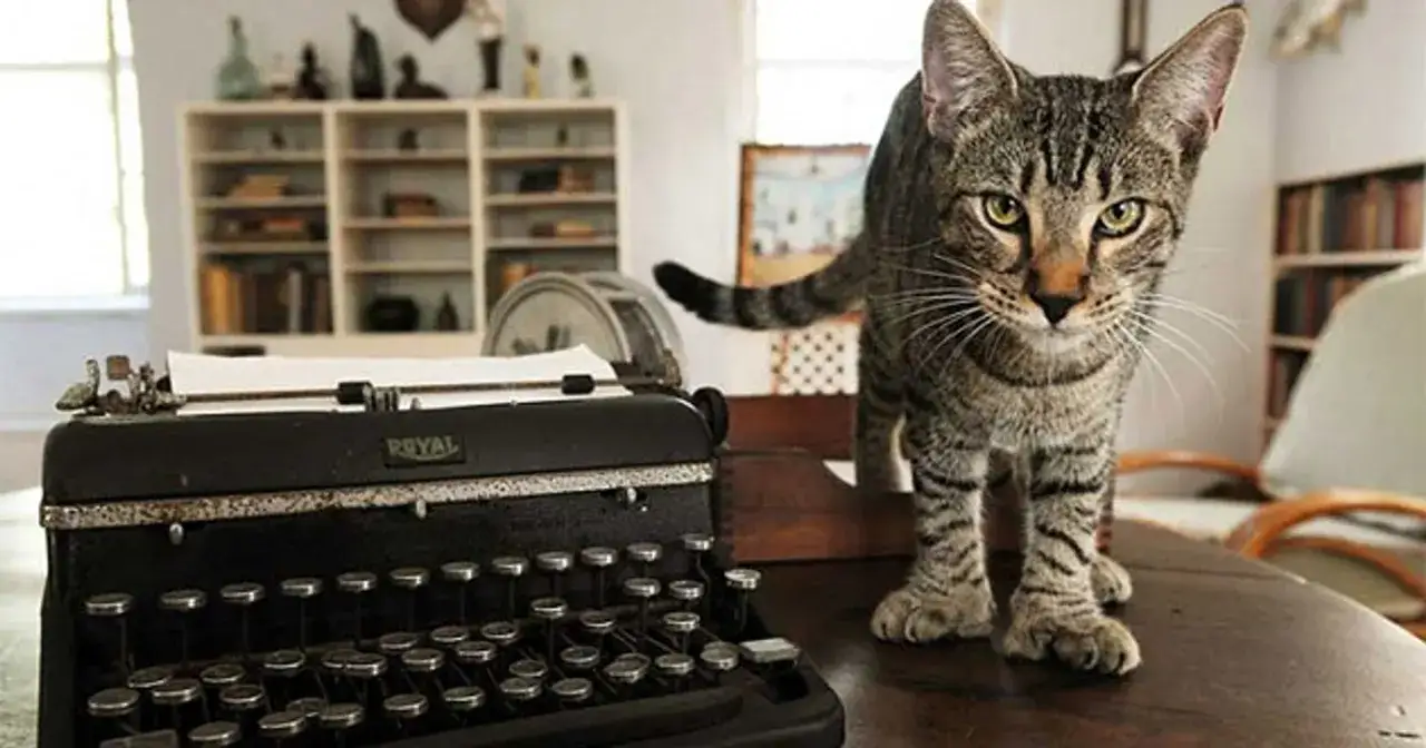 Kot przy maszynie do pisania Royal, jakby inspirował się Hemingwayem.