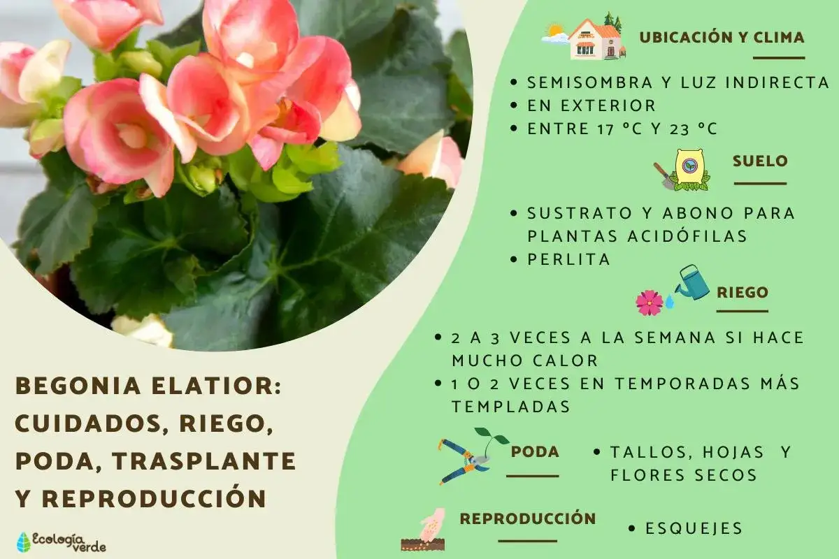 Begonia elatior con flores rosadas, cuidados: semisombra, riego, poda y reproducci&oacute;n por esquejes.