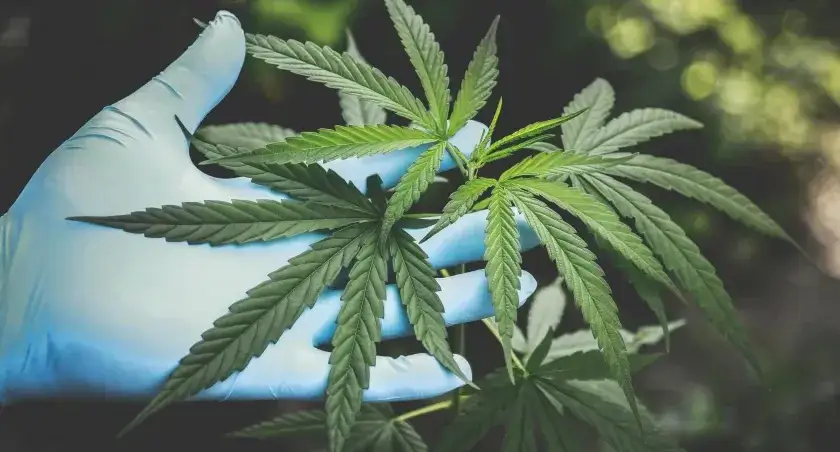 legalna uprawa marihuany niemcy 3 rośliny