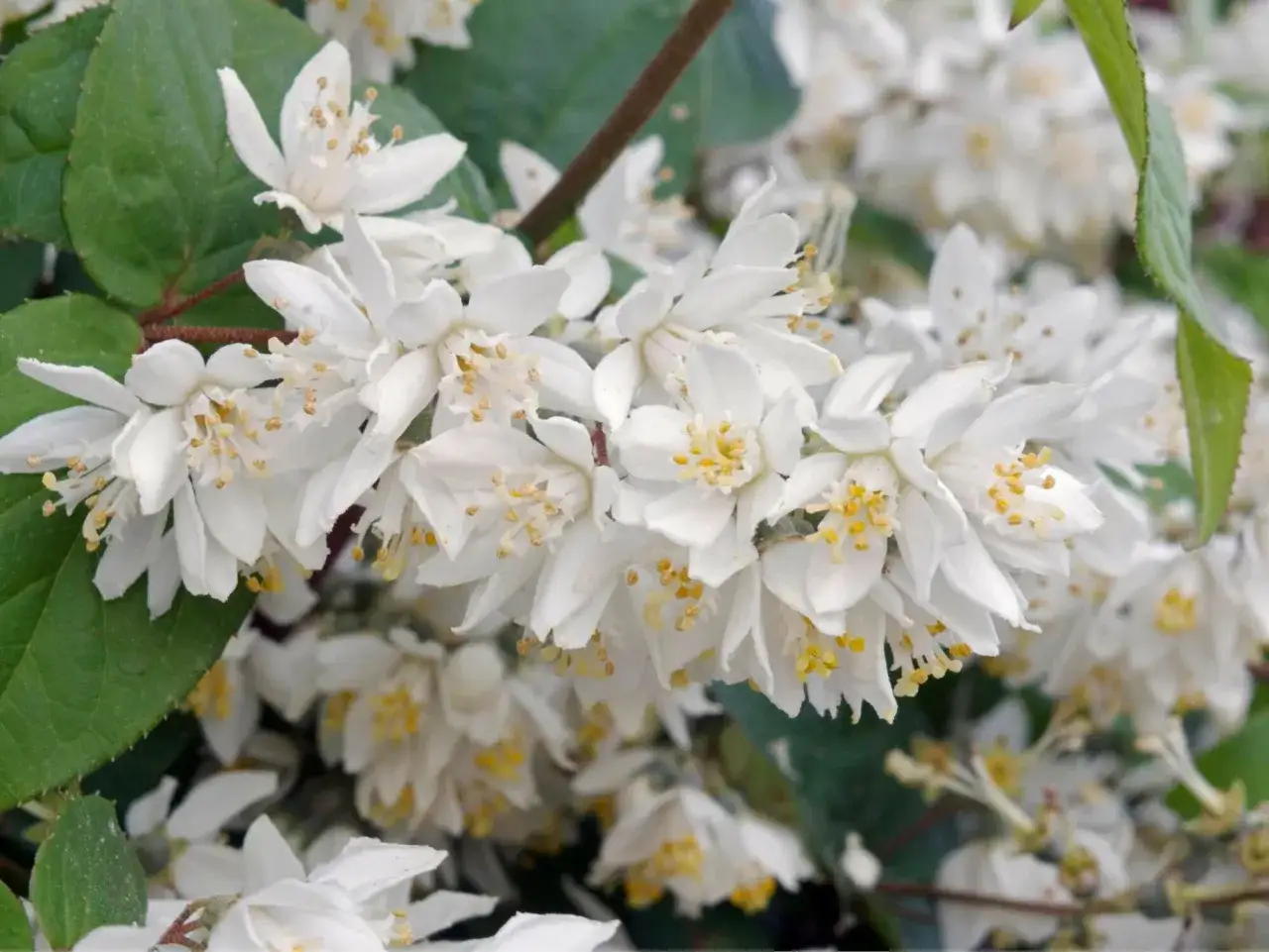 Zarte weiße Blüten der Deutzie, bereit zum Schneiden, um neues Wachstum zu fördern.