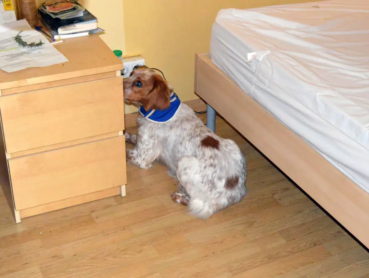 Perro con manchas marrones y blancas, con un pa&ntilde;uelo azul, olfateando cerca de un enchufe. Podr&iacute;a estar buscando chinches en perros.
