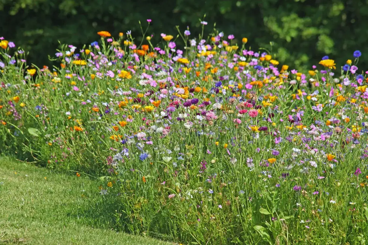 Eine bunte Blumenwiese, die zum Anlegen einlädt. Verschiedene Wildblumen in Rosa, Gelb, Orange und Blau blühen üppig.