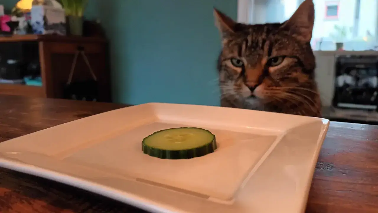 A tabby cat eyes a single cucumber slice on a white plate, pondering if cats eat cucumbers.