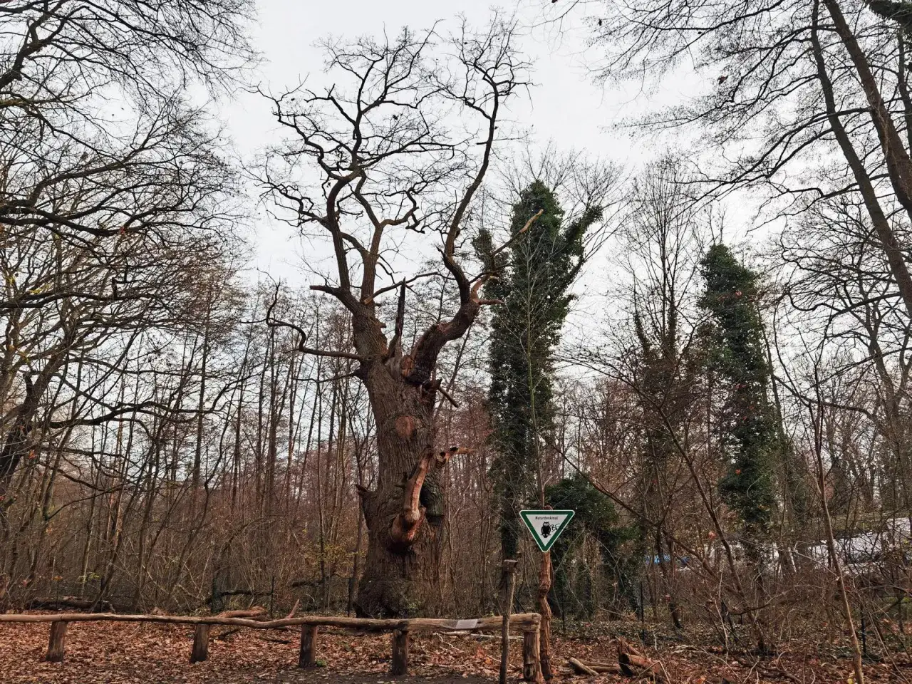 Imposante, alte Eiche, die 