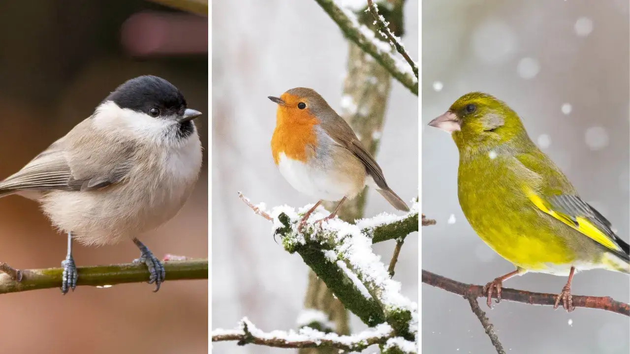 Tre sm&aring; mesf&aring;glar i Sverige: en talltita, en r&ouml;dhake och en gr&ouml;nfink, sitter p&aring; sn&ouml;iga grenar.
