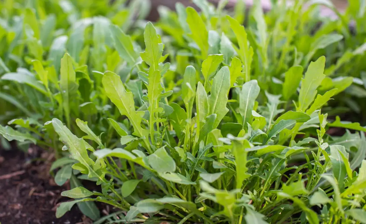 Frischer Rucola wächst dicht im Beet, bereit zum Rucola ernten. Die grünen Blätter sind leicht gezackt und versprechen würzigen Geschmack.
