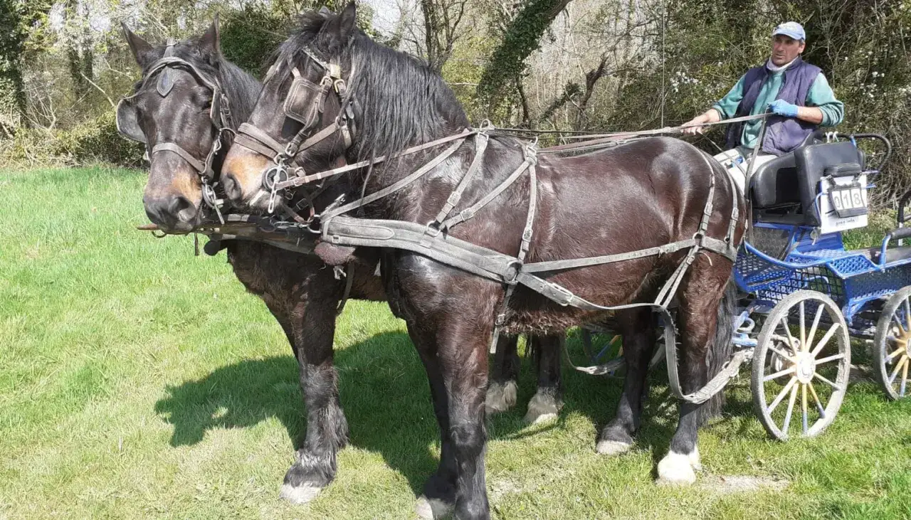 Deux majestueux chevaux de trait noir, harnachés et prêts à tirer une charrette bleue, attendent patiemment sous le soleil.