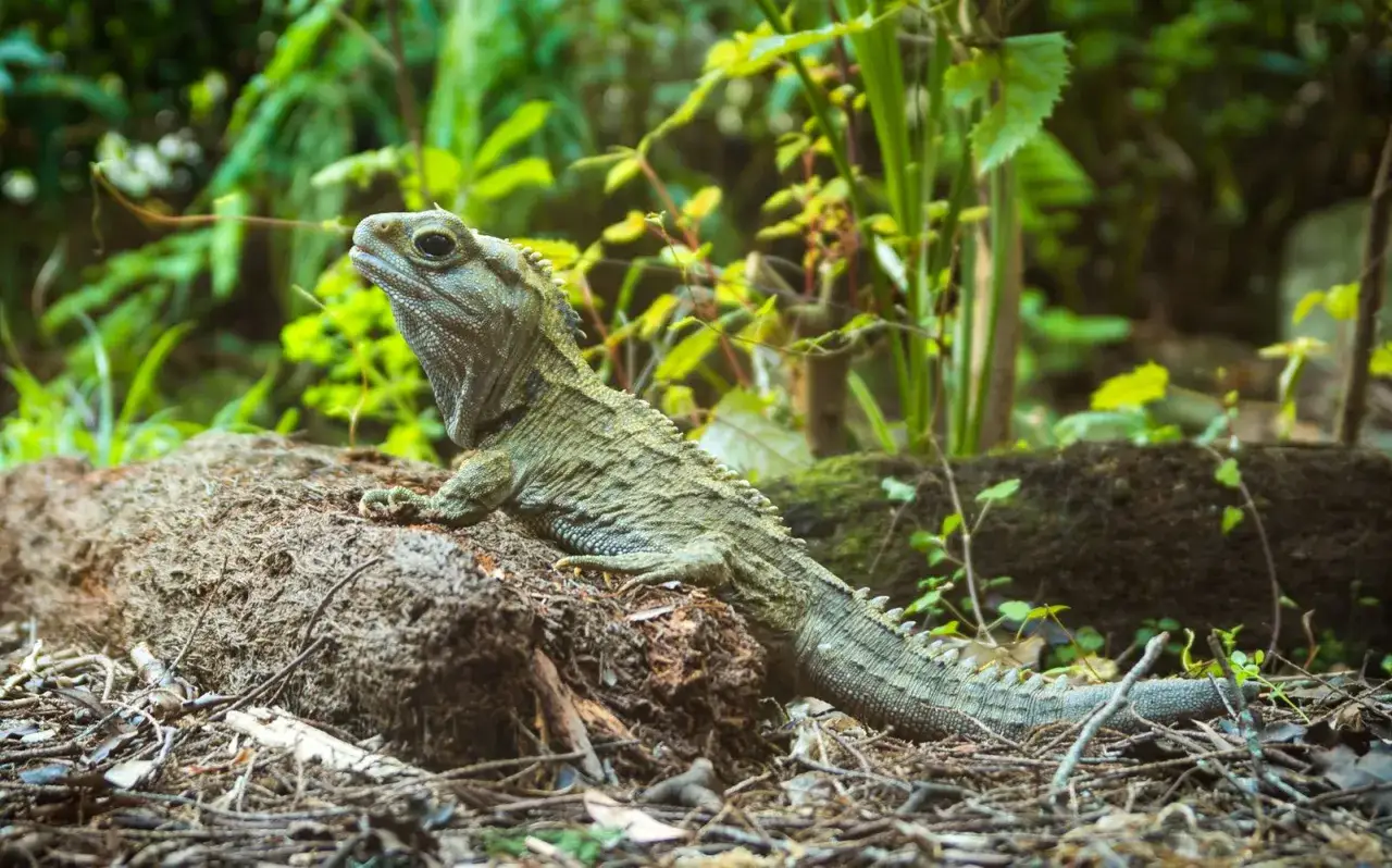 Zielony, prastary gad tuatara siedzi na kamieniu wśród bujnej roślinności.