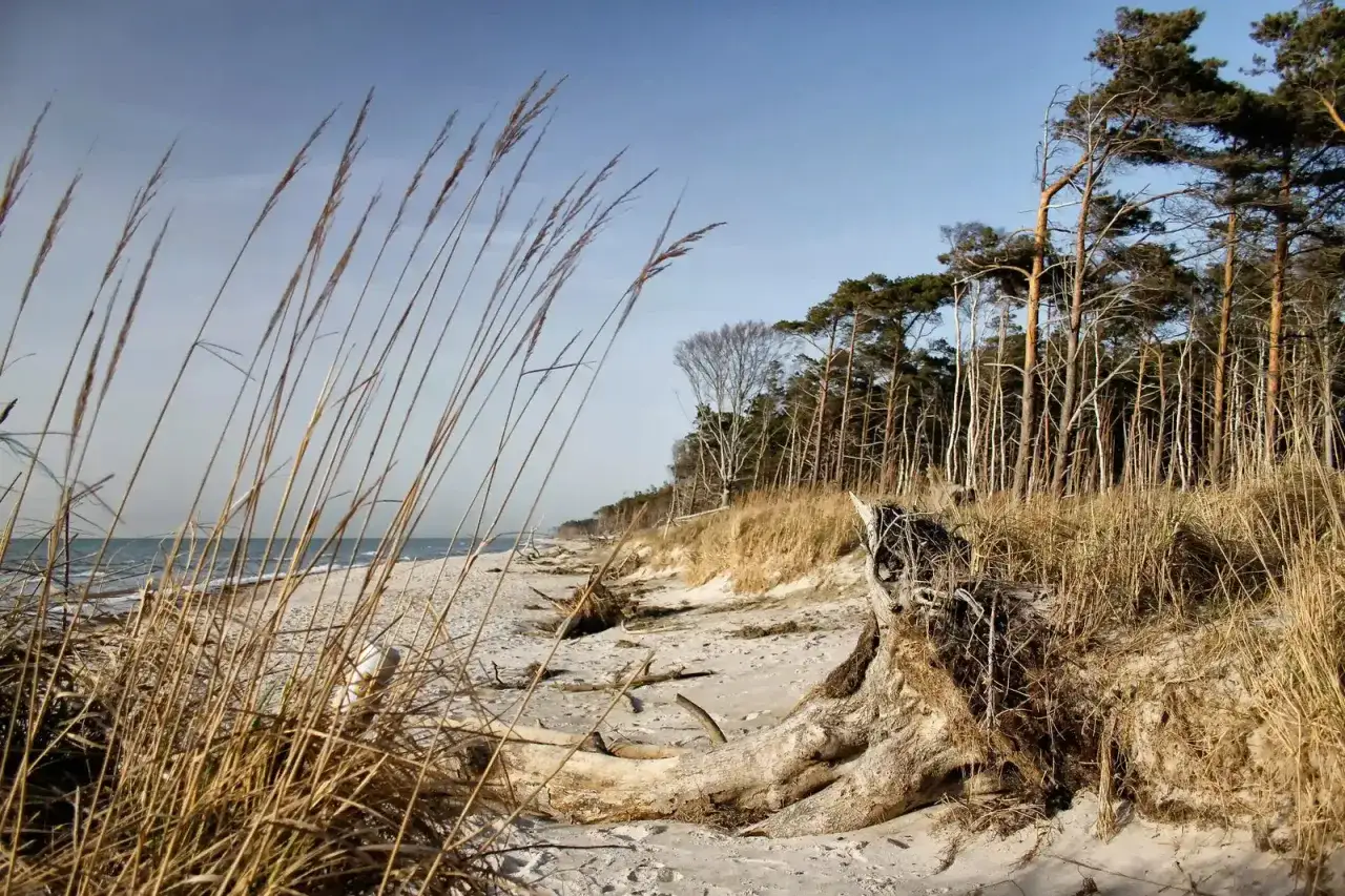 Strand mit Dünen, Kiefernwald und Gräsern. Ein Teil des Ostseeküsten-Wanderwegs E9, ideal für Etappen.