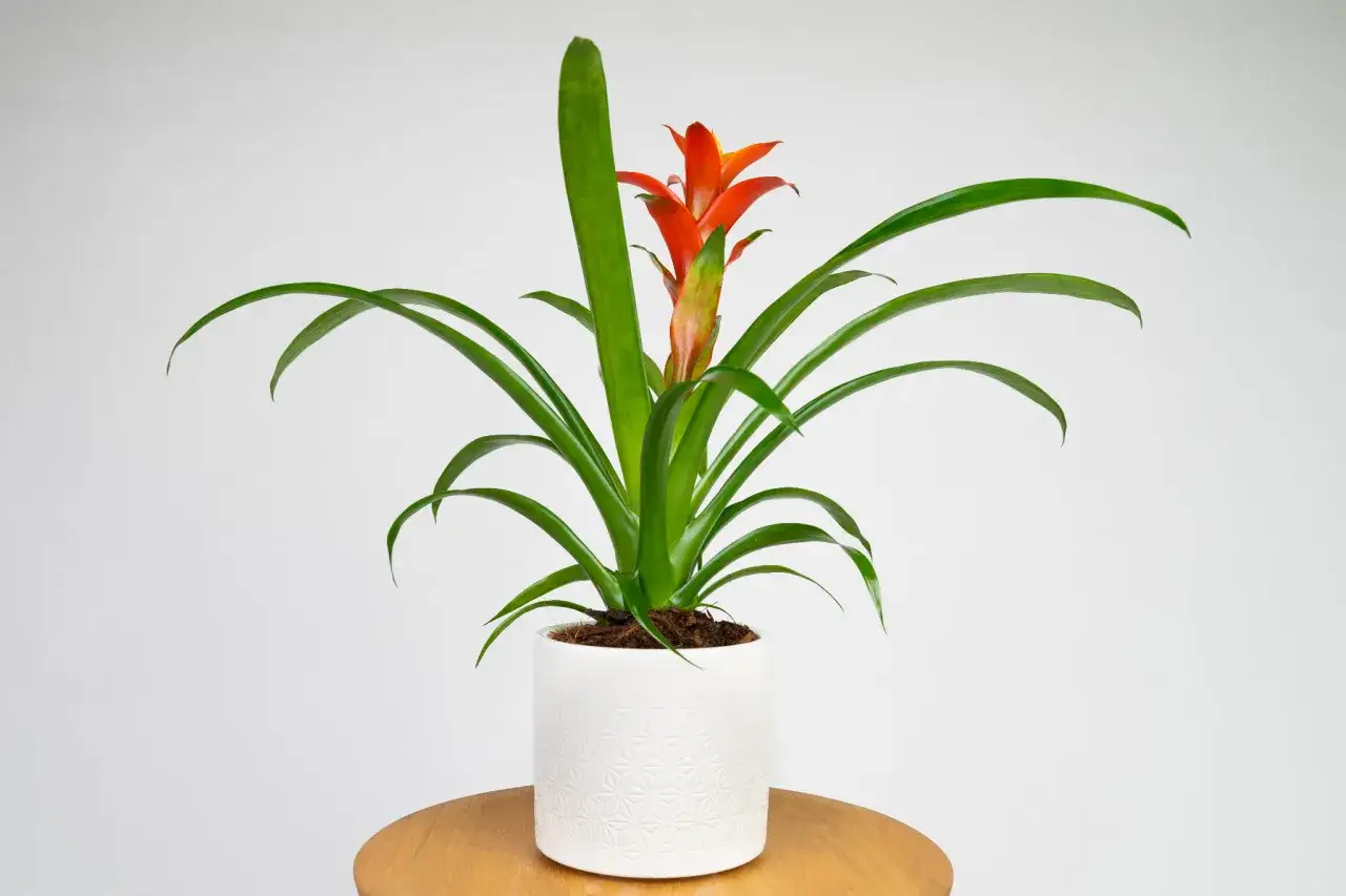 Guzmania z jaskrawym kwiatostanem w białej doniczce. Dowiedz się, jak dbać o tę egzotyczną roślinę, by cieszyć się jej pięknem.