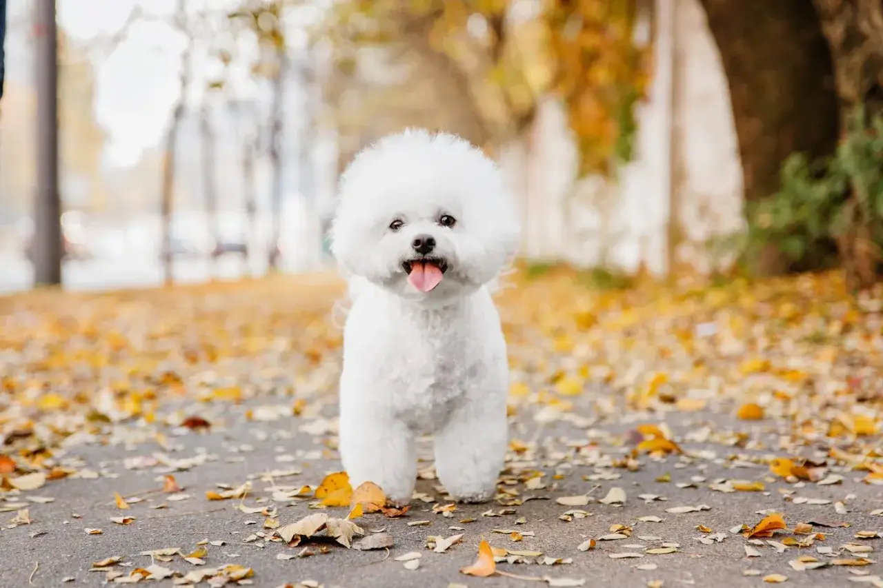Un adorable chien bichon tout blanc, le museau en l'air, se tient sur un chemin couvert de feuilles d'automne.