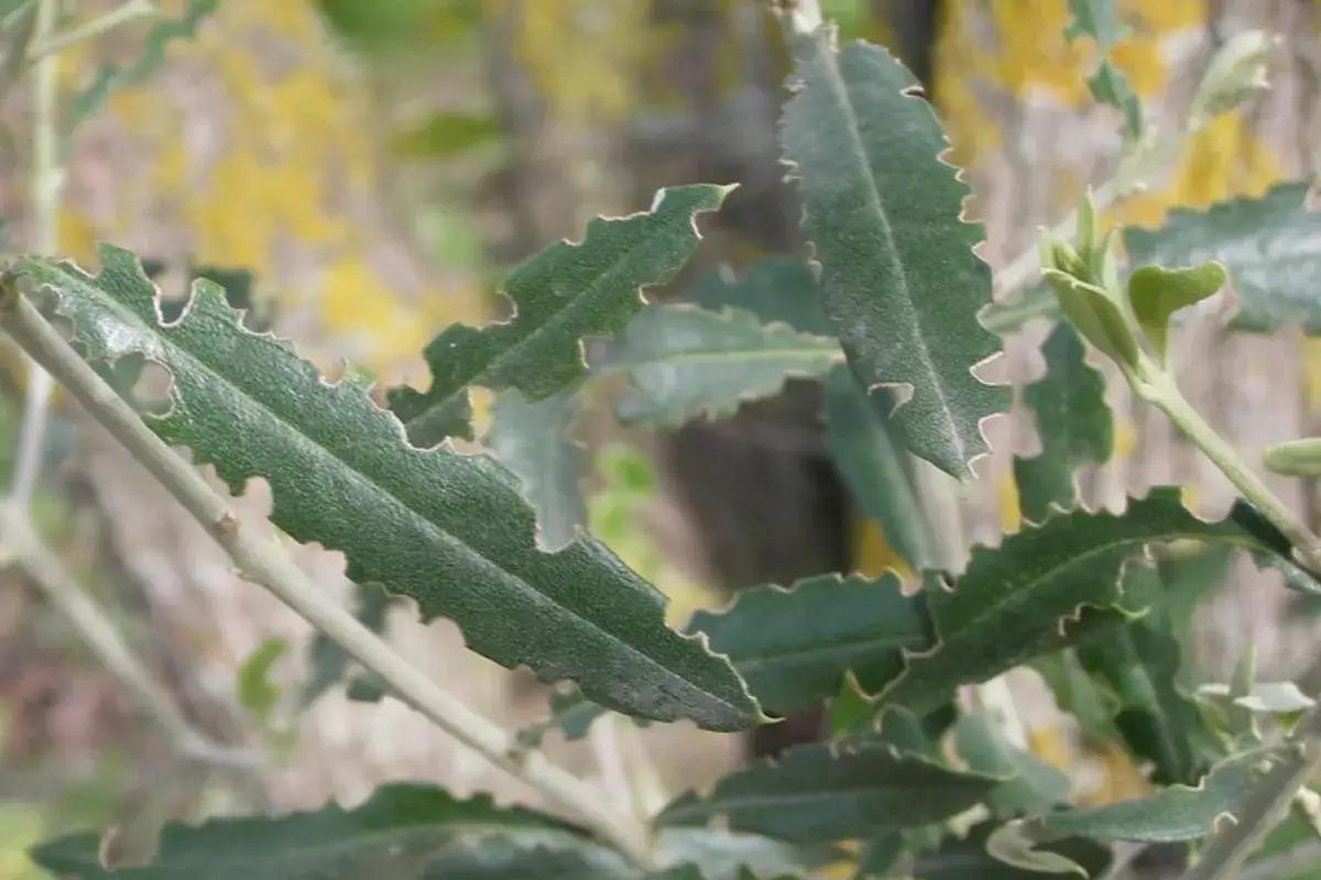 Foglie di ulivo con segni di attacco da oziorrinco. Si cercano rimedi naturali per proteggere la pianta.