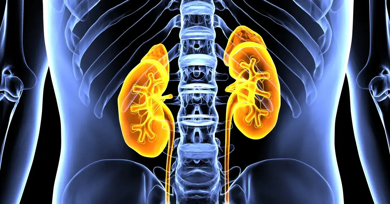 Anatomia układu wydalniczego: dwie pomarańczowe nerki, kręgosłup i żebra w niebieskiej poświacie.