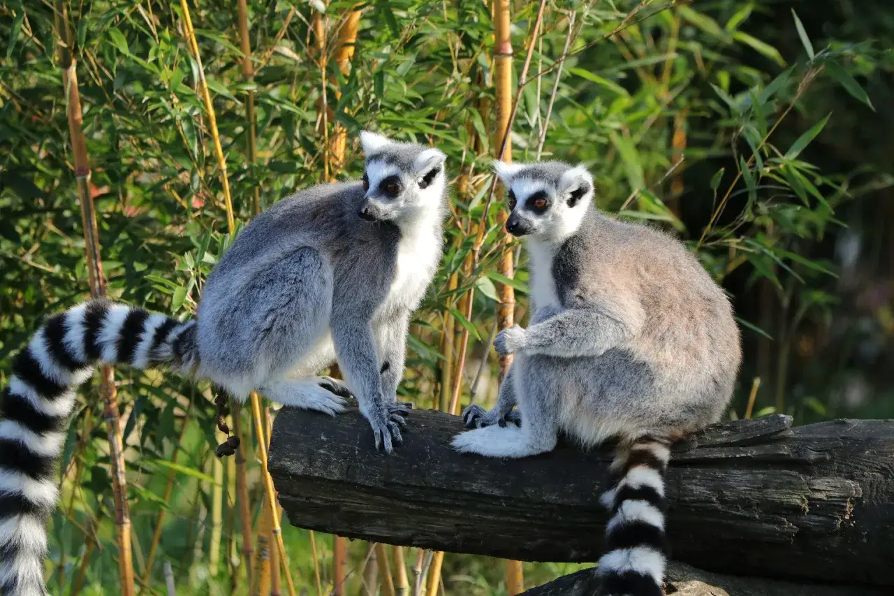 Dwa lemury katta siedzą na pniu drzewa. Ich prążkowane ogony zwisają. Idealny czas, kiedy lecieć na Madagaskar, by je zobaczyć.