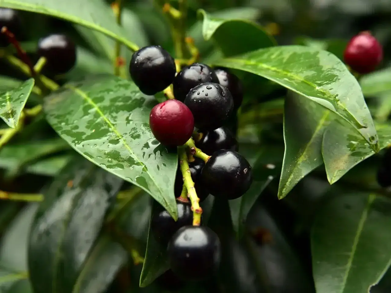 Grappes de prunus fruit toxique, d'un noir profond et brillant, avec une seule baie rouge vif. Les feuilles vertes et humides entourent ces fruits d'apparence trompeuse.