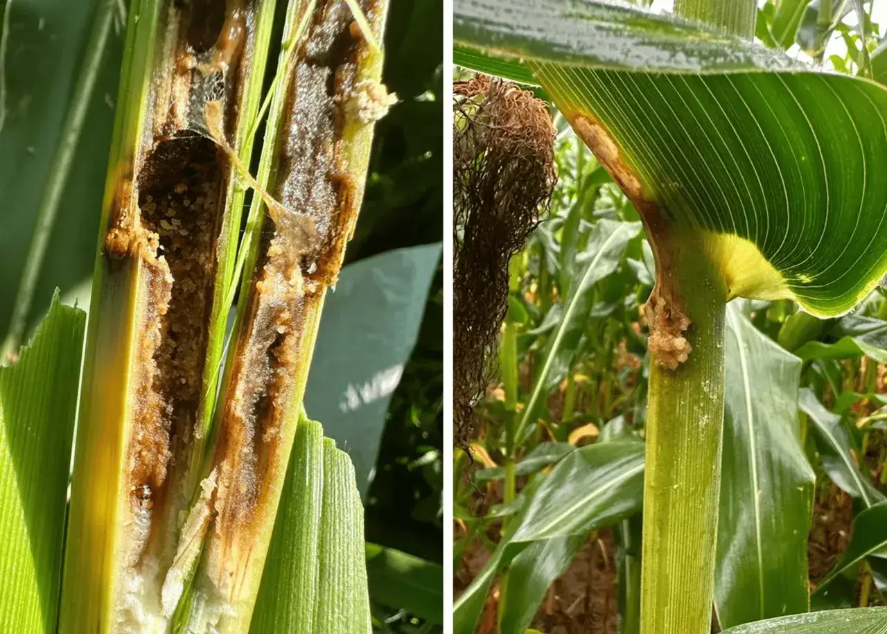 Damage to a corn stalk caused by a corn borer, showing tunnels and frass. Another image shows a corn stalk with signs of infestation.