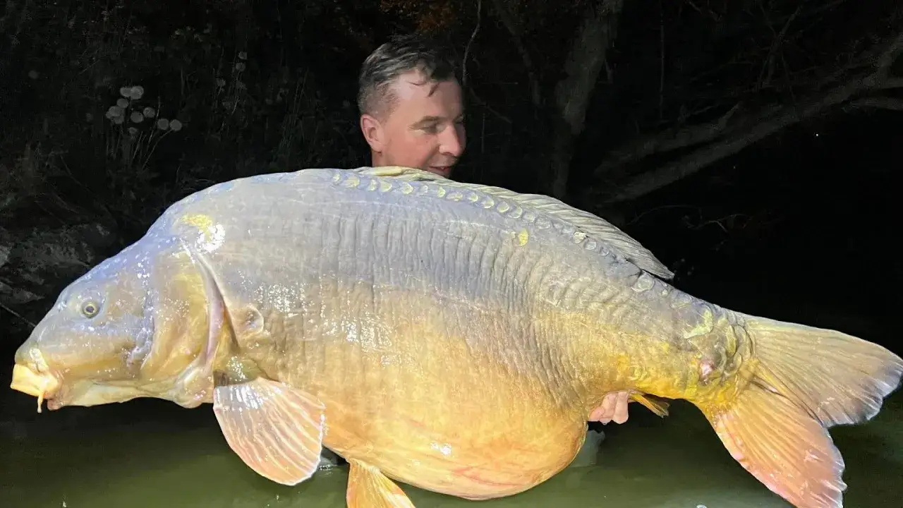 Wędkarz trzyma gigantycznego karpia, który może być rekordem świata karp 100 kg. Ryba jest ogromna, błyszczy w ciemności.